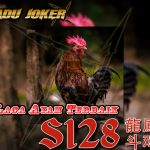 AduJoker℠Laga Ayam✶Judi S128✶Adu Ayam✶Agen S128✶S1288✶Judi S1288✶Agen S1288✶Daftar S1288✶Sabung Ayam S1288✶Sv388