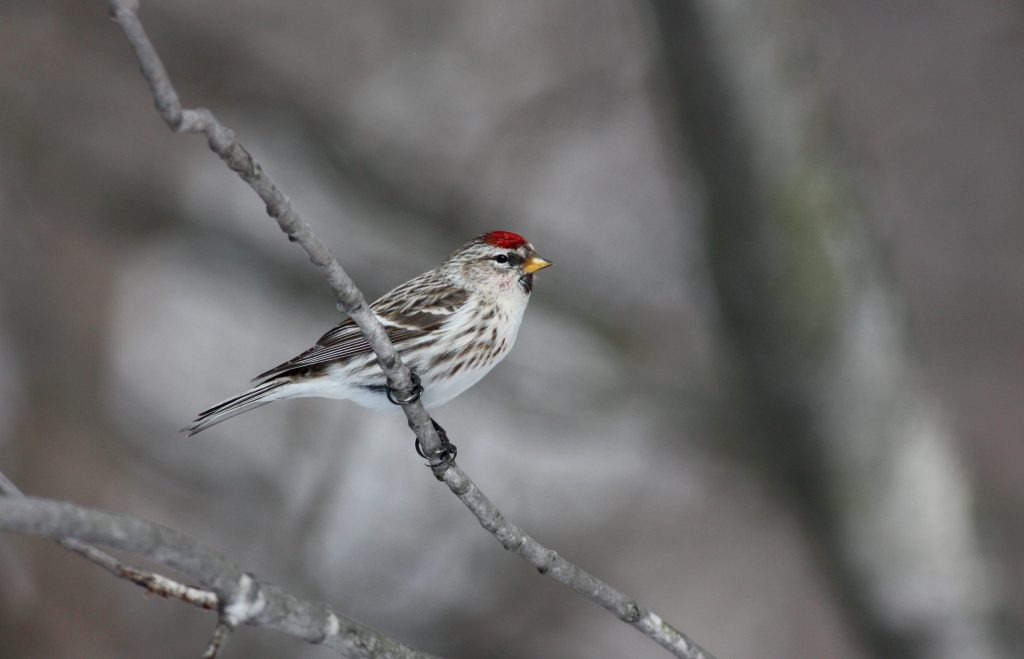 Hoary or Arctic Redpoll – FINCH RESEARCH NETWORK