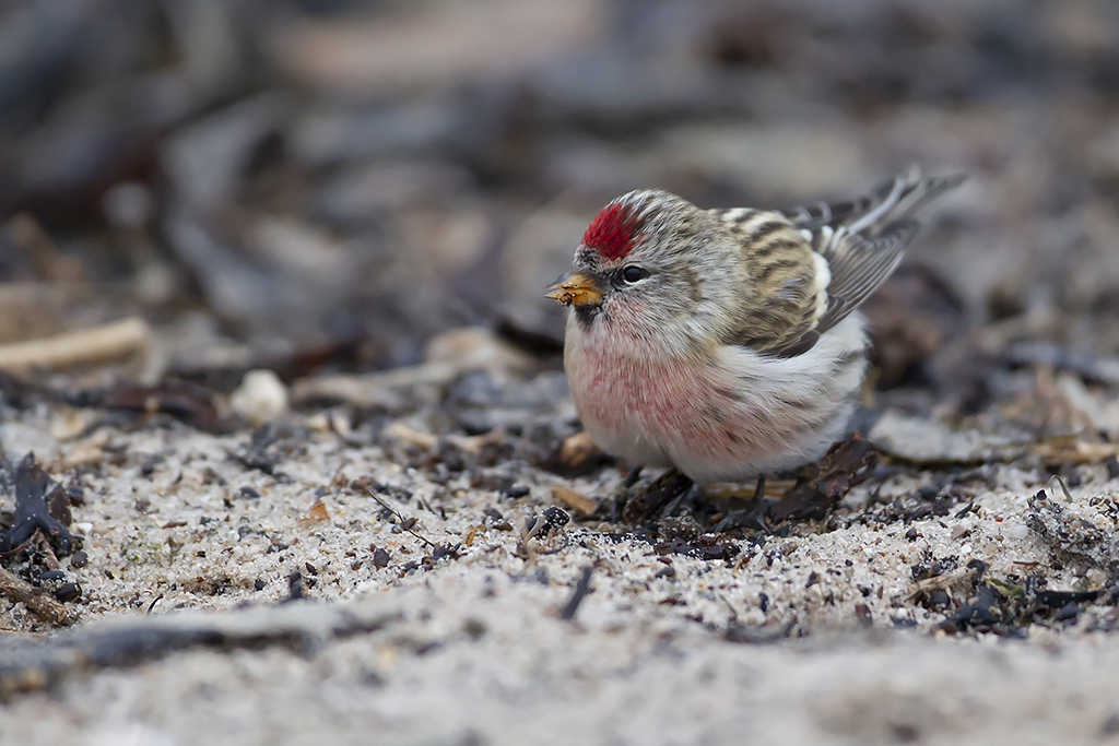 The Redpoll Project - FINCH RESEARCH NETWORK