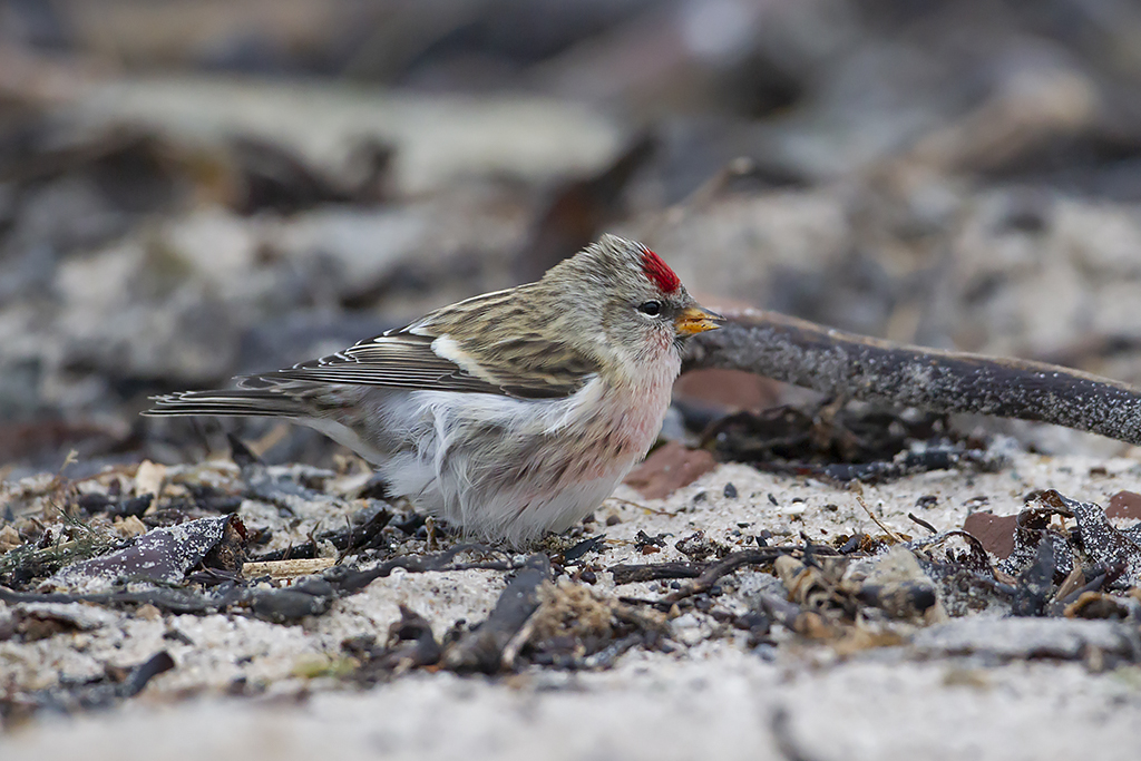 Common or Mealy Redpoll - FINCH RESEARCH NETWORK