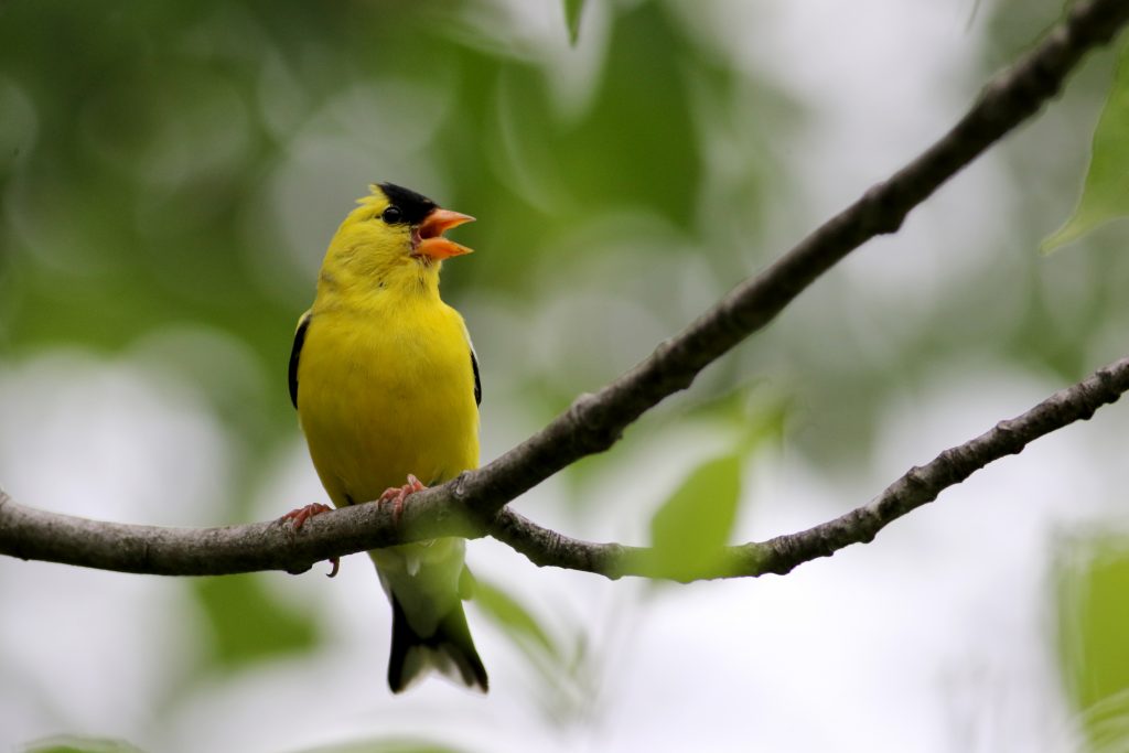 American Goldfinch - FINCH RESEARCH NETWORK