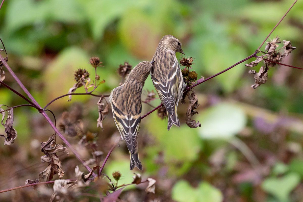 Irruption Alert: Astonishing Pine Siskin Nocturnal Migration - FINCH RESEARCH NETWORK