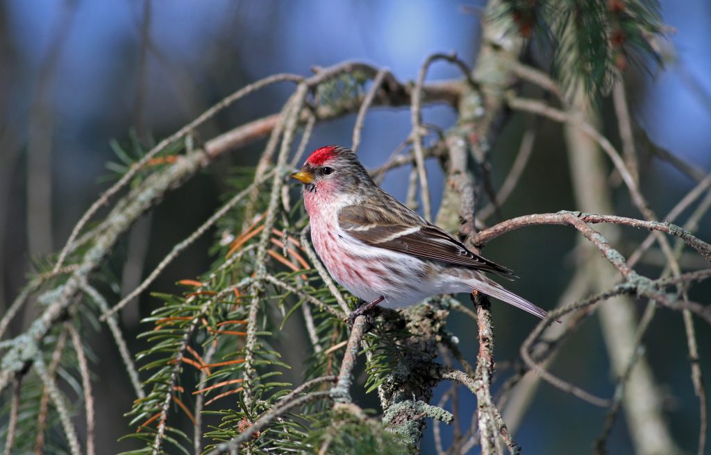 Winter Finch Forecast Update The Return Begins FINCH RESEARCH NETWORK