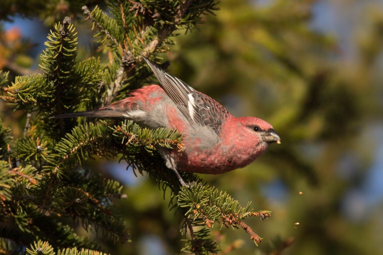 Winter Finch Forecast Update The Return Begins FINCH RESEARCH NETWORK