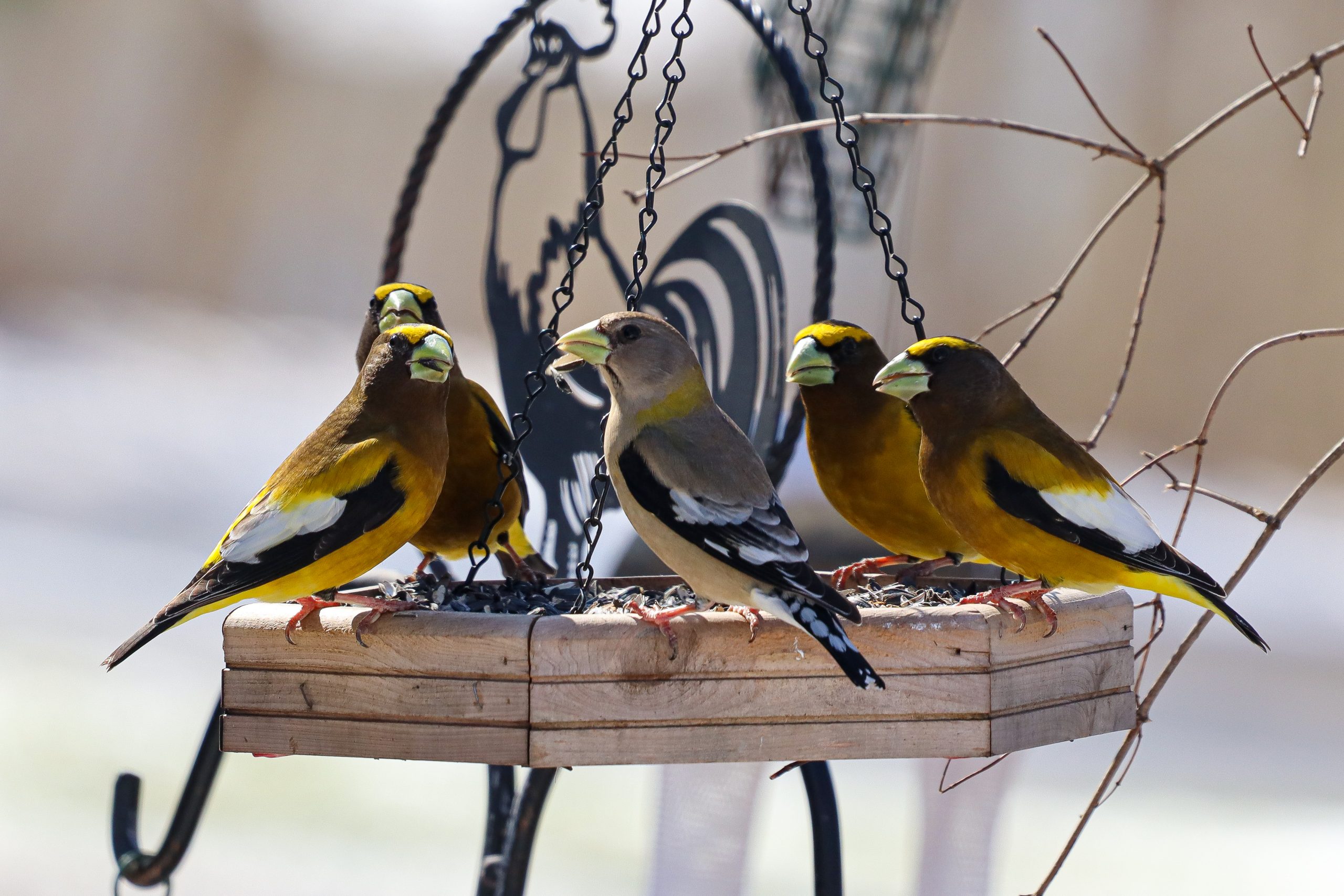 HEALTHY BIRD FEEDING PRACTICES FINCH RESEARCH NETWORK