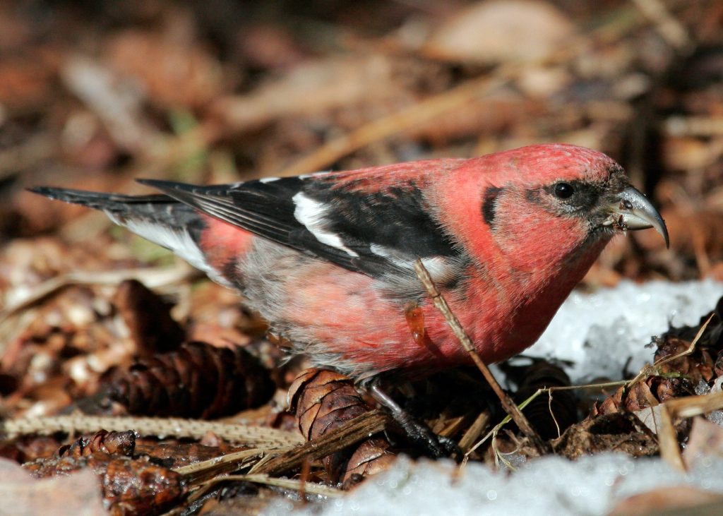 WINTER FINCH FORECAST 20212022 By Tyler Hoar FINCH RESEARCH NETWORK