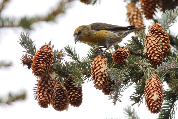 The Crossbill Story, Part 5